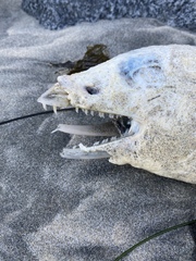Gymnothorax mordax