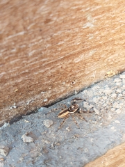 Menemerus bivittatus