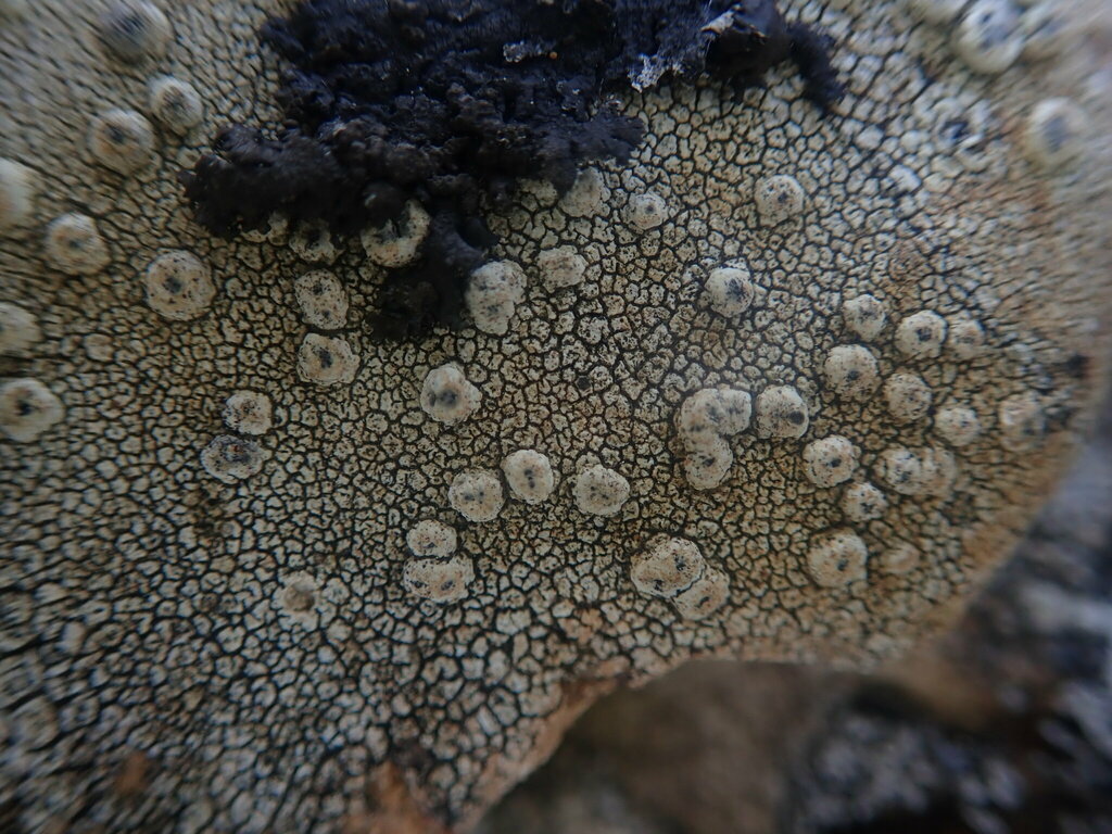 Pertusaria lophocarpa