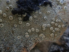 Pertusaria lophocarpa
