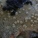 Pertusaria lophocarpa - Photo (c) Marley Ford, some rights reserved (CC BY-NC-SA), uploaded by Marley Ford