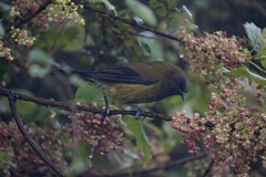 Anthornis melanura