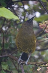 Anthornis melanura