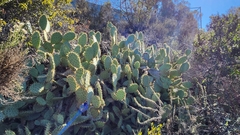 Opuntia oricola