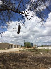 Phacellodomus rufifrons