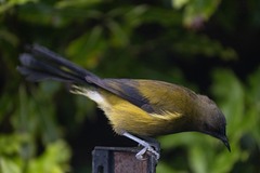 Anthornis melanura