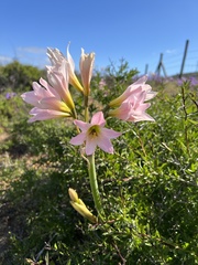Zephyranthes ananuca