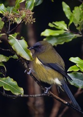 Anthornis melanura