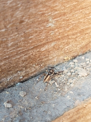 Menemerus bivittatus