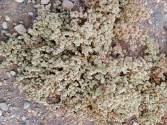 Halogeton sativus