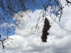 Phacellodomus rufifrons