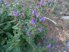 Echium rosulatum