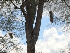 Phacellodomus rufifrons