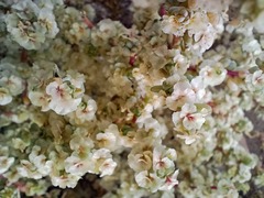 Halogeton sativus