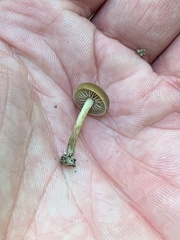 Simocybe centunculus