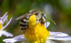 Anthophorula