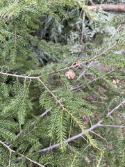 Pinus