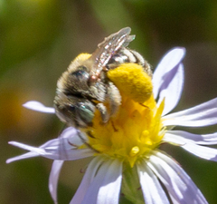 Anthophorula
