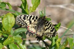 Zerynthia polyxena