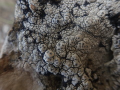 Pertusaria otagoana