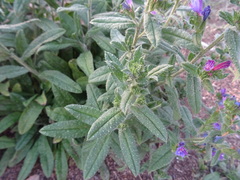 Echium rosulatum