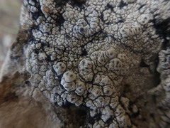 Pertusaria otagoana