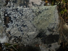 Pertusaria otagoana