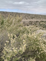 Brickellia laciniata