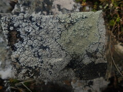 Pertusaria otagoana