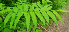Sorbaria tomentosa