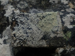 Pertusaria otagoana