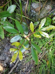Cunonia capensis