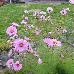 Cosmos bipinnatus