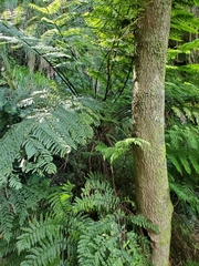 Cyathea capensis