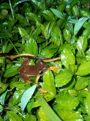 Rhacophorus margaritifer