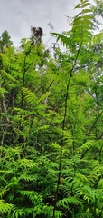 Sorbaria tomentosa