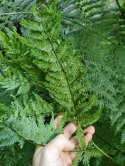 Cyathea capensis