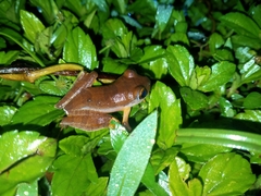 Rhacophorus margaritifer