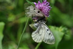 Parnassius mnemosyne