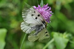 Parnassius mnemosyne