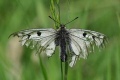 Parnassius mnemosyne