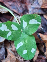 Porphyrosela minuta