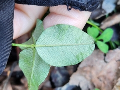 Porphyrosela minuta