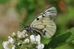 Parnassius mnemosyne