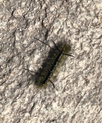 Lophocampa