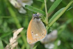 Coenonympha glycerion