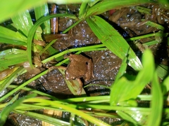 Microhyla achatina