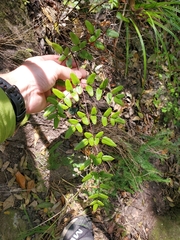Pellaea pteroides