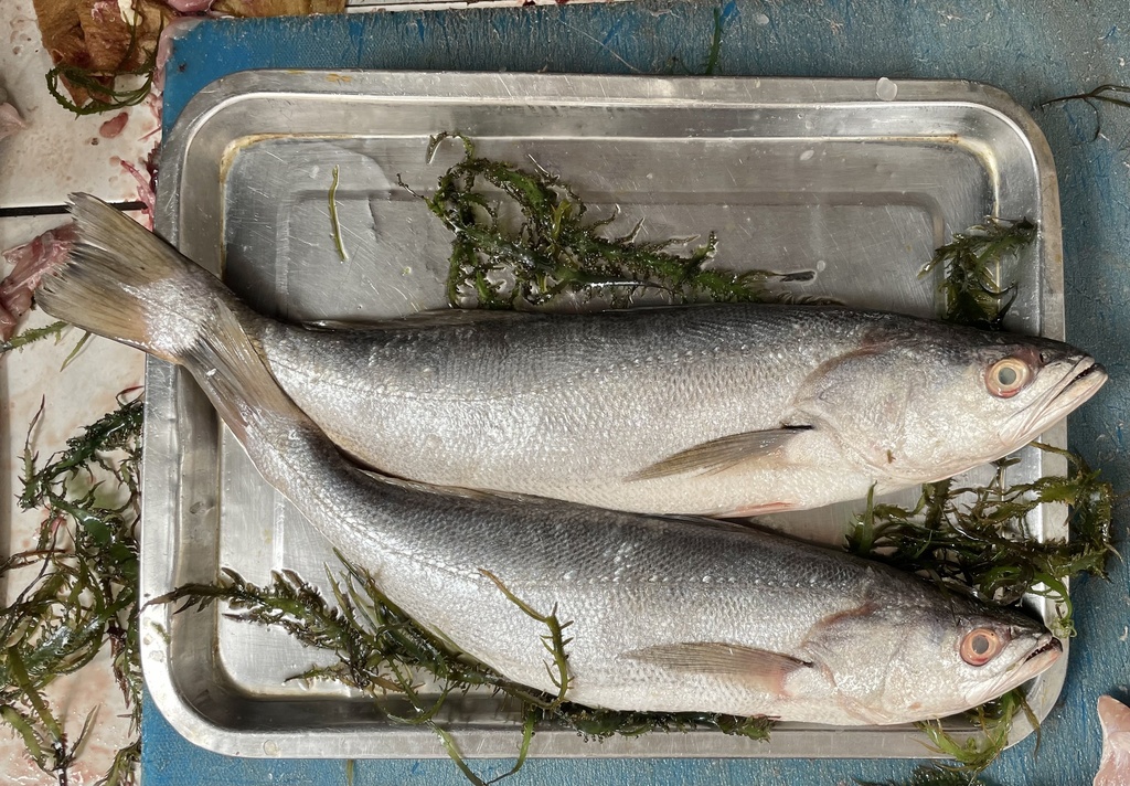 Common Peruvian weakfish (Cynoscion analis) — Sciaenidae
