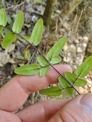 Pellaea pteroides